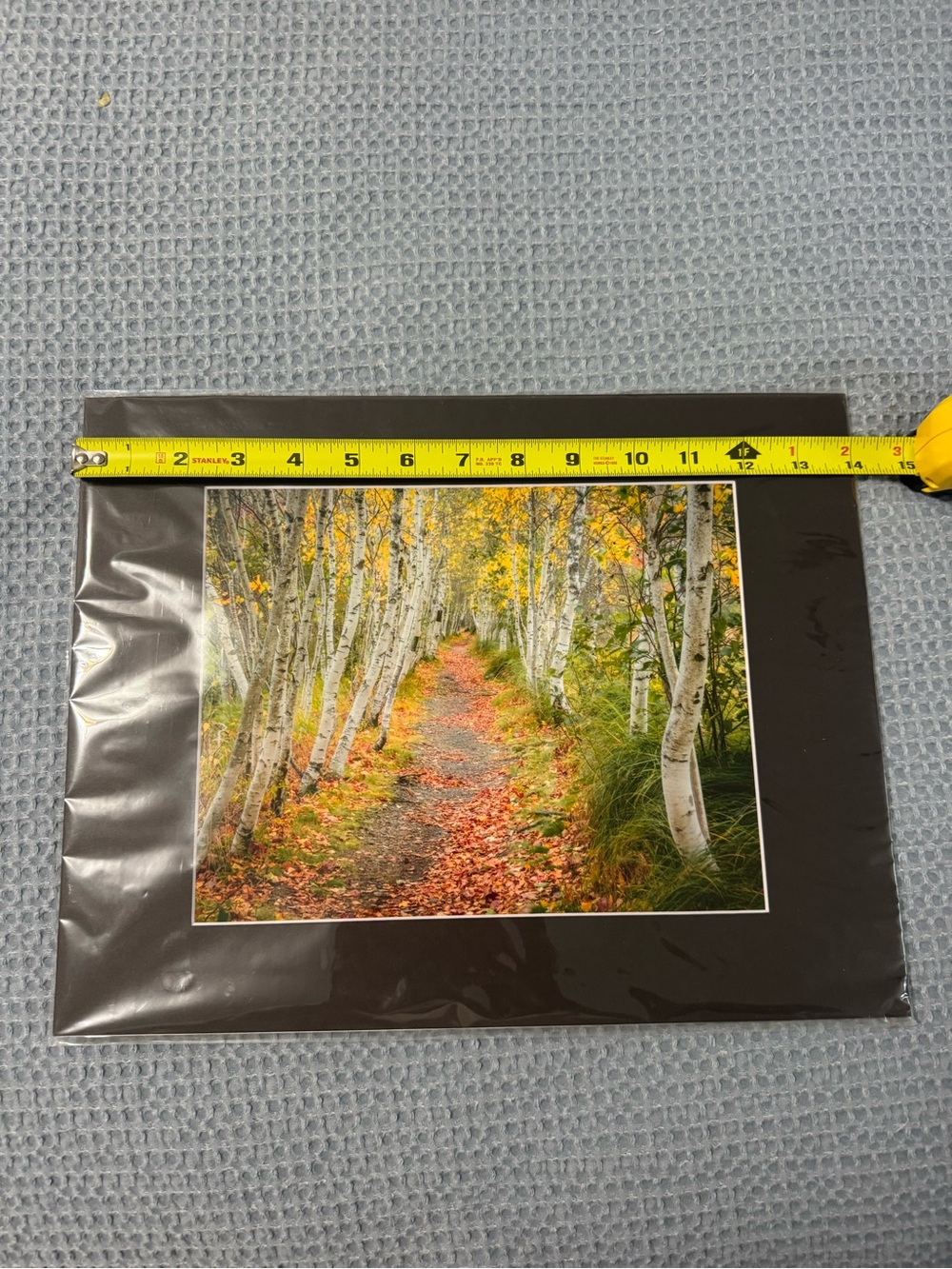 Birch Forest Path Wall Art Print - Brown Matte Border